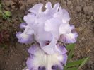 Iris Acoma