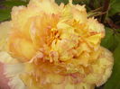 Paeonia suffruticosa de la Anthesis