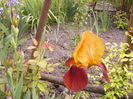 Iris Guy Leron