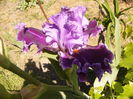 Iris About town