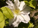 Clematis Duchess of Edinburgh