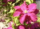 Clematita Warszawska Nike