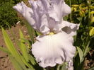 Iris Scandia Delight
