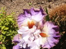 Iris Arthause