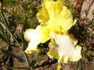 Iris Sunshine and snow