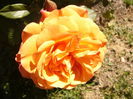 Rosa Emillien Guillot