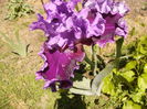 Iris About Town