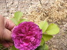 Rosa Minerva?