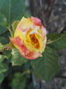 IMG_20160508_185728