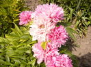 Paeonia rosa plena