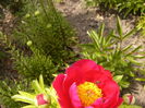 Paeonia Scarlet O,Hara