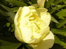 Paeonia itoh Bartzela