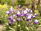Iris World premier