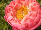 Paeonia Coral Charm