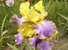 Iris Tumultueux