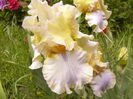Iris Mutted Melody
