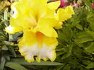 Iris Fringe of gold