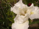 Iris Pure -as -The...
