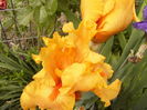 Iris Sky fire