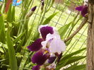 Iris Noni?