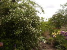 Philadelphus