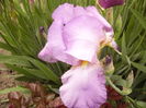 Iris Amethist