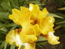Iris Local Hero