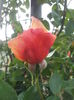 20000101_052636