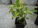 Salvia