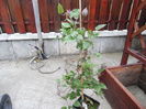 clematis kaen