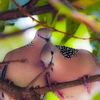 Love doves
