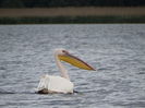 Pelican comun