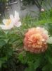 20160508_112518