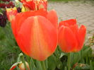 Bright Orange tulip (2015, April 22)