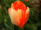 Bright Orange tulip (2016, April 08)