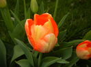 Bright Orange tulip (2016, April 08)