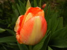 Bright Orange tulip (2016, April 08)