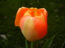 Bright Orange tulip (2016, April 08)