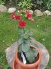 Kolanchoe