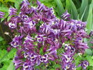 Winky Purple and White
