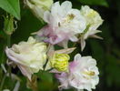 Winky Double Pink & White