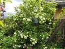viburnum opulus roseum