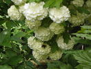 viburnum opulus roseum