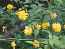 kerria japonica