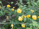 kerria japonica