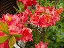azalea Juanita