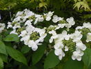 viburnum plic. Lanarth