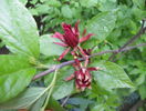 calycanthus floridus