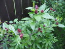 calycanthus floridus