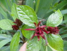 calycanthus floridus